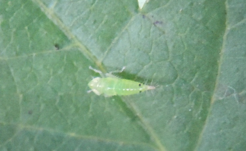 Ninfa di...Cicadellidae Deltocephalinae:  Synophropsis lauri